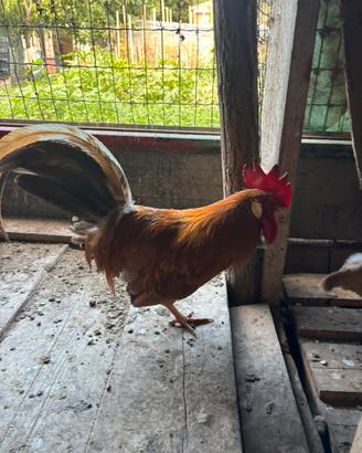 Gallo Livornese collo oro