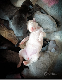 Piccolo levriero italiano