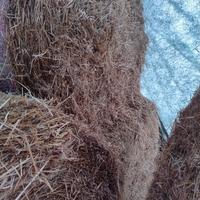 paglia di grano duro 
