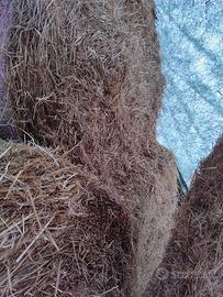 paglia di grano duro 