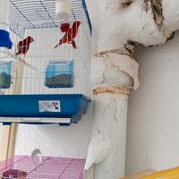 Canarino Agata fattore rosso