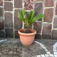 pianta chicas revoluta