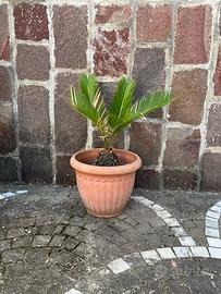 pianta chicas revoluta