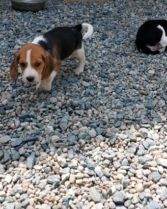 Beagle Elizabeth tricolori