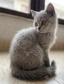 Cucciole di Scottish Fold/Straight