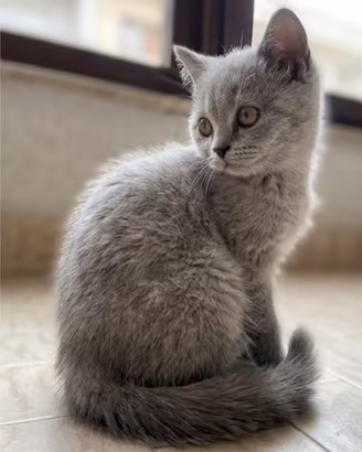 Cucciole di Scottish Fold/Straight