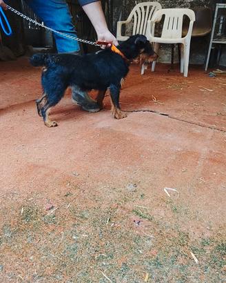 Jagd terrier