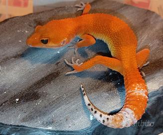 Geco leopardino Mandarine Tangerine femmina