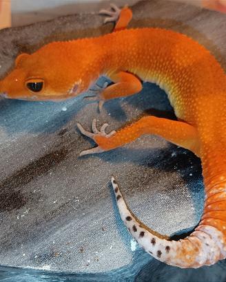 Geco leopardino Mandarine Tangerine femmina