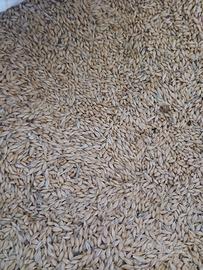 orzo ad uso zootecnico