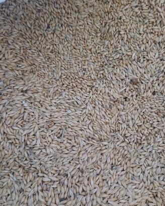 orzo ad uso zootecnico