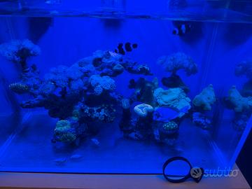 Acquario marino completo con coralli, pesci e tutt