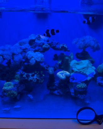 Acquario marino completo con coralli, pesci e tutt