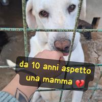 FIOCCO 10 ANNI taglia media