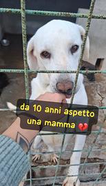 FIOCCO 10 ANNI taglia media