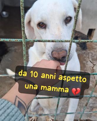 FIOCCO 10 ANNI taglia media