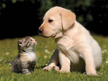 Protezione animali di famiglia