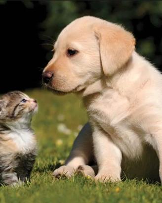 Protezione animali di famiglia