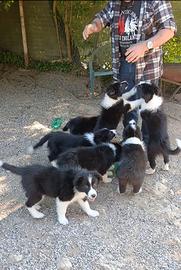 Cuccioli di Border Collie