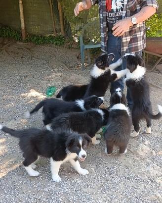 Cuccioli di Border Collie