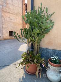 Cactus euphorbia