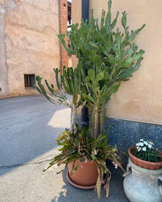 Cactus euphorbia