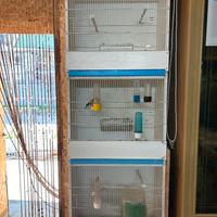 Gabbie / batterie/ voliere