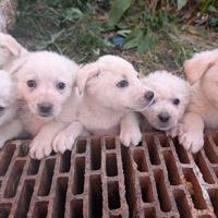 Cucciole simil maremmano taglia media 2 mesi