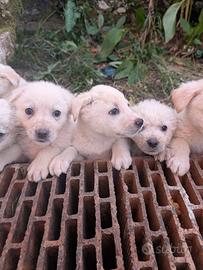 Cucciole simil maremmano taglia media 2 mesi