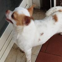 Stalloncino chihuahua