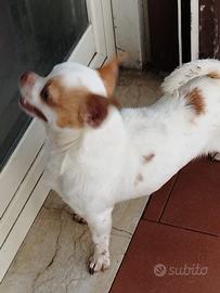 Stalloncino chihuahua