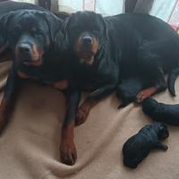 Rottweiler