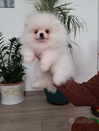 Vendita Volpino spiz tedesco toye