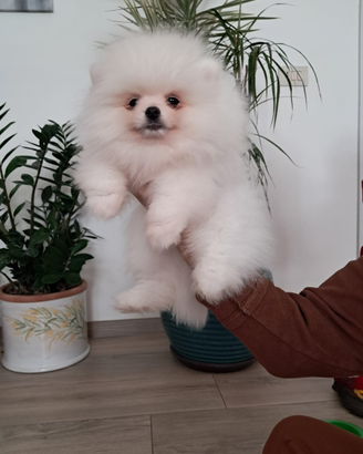 Vendita Volpino spiz tedesco toye