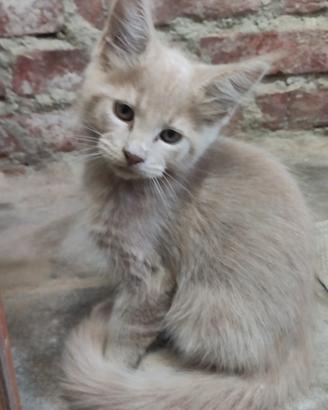 Cucciola di Maine Coon 