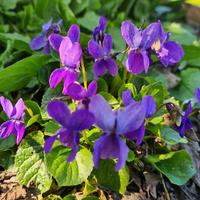 Viola tappezzante 