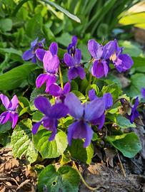 Viola tappezzante 