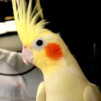 Pappagalli Calopsite taglia grande