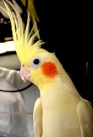 Pappagalli Calopsite taglia grande