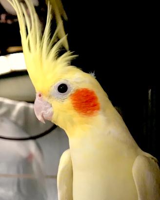 Pappagalli Calopsite taglia grande