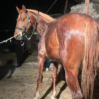 Prezzo poco trattabile