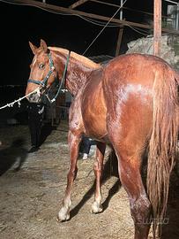 Prezzo poco trattabile