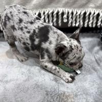 Cuccioli di bulldog francesi merle