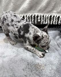 Cuccioli di bulldog francesi merle