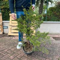 Bonsai di ginepro hitoigawa