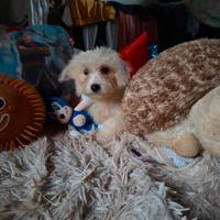 Cucciola di barboncino toy