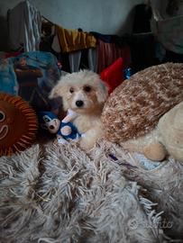 Cucciola di barboncino toy