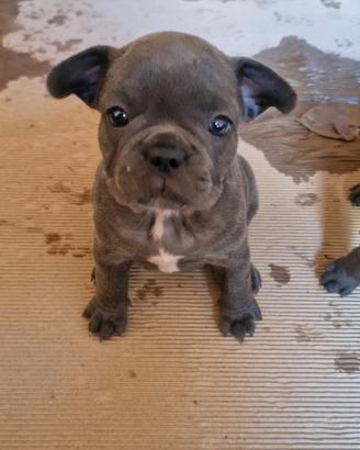 Bulldog francese