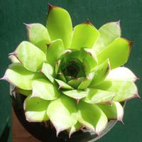 pianta grassa o succulente 