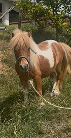 Mini Shetland Femmina 80 cm